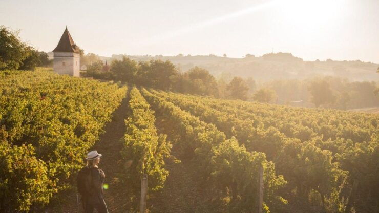 Visit to the Gaillac Vineyards (81) - Activity Details