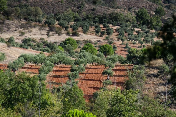 Visit to the Oil Mill With EVOO Experiences in Cuenca - Second-level Heading (TBD)
