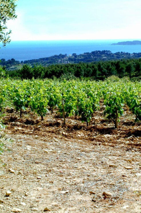 Visit to the Vineyard and Discovery of Bandol Wines - Key Points