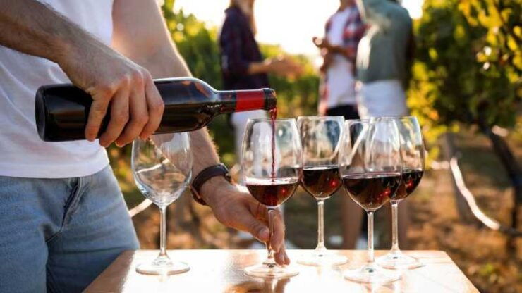 Visit to the Vineyard and Discovery of Bandol Wines - Itinerary and Transportation