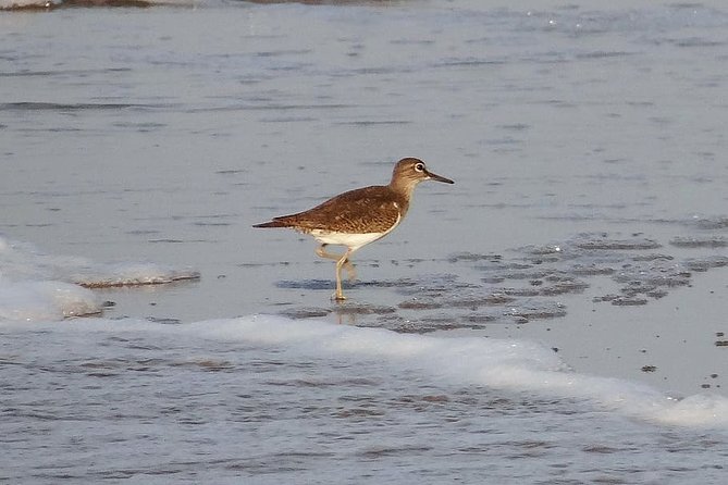 Visit to Vedanthangal Bird Sanctuary From Chennai - Inclusions and Exclusions