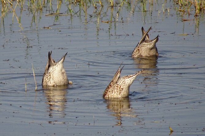 Visit to Vedanthangal Bird Sanctuary From Chennai - Meeting Point and Pickup