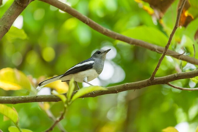 Visit to Vedanthangal Bird Sanctuary From Chennai - Visitor Reviews and Testimonials
