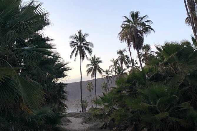 Visit Todos Santos Magic Town - Common Questions