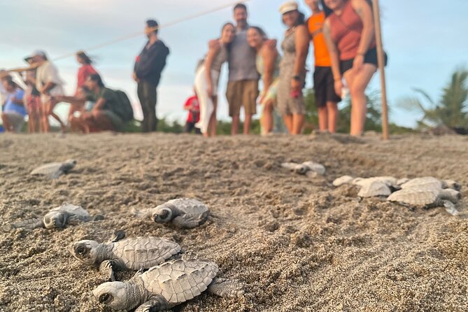 Visit Tortuguero Camp & Turtle Release - Tour Information