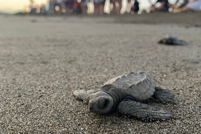 Visit Tortuguero Camp & Turtle Release - Informative and Fun