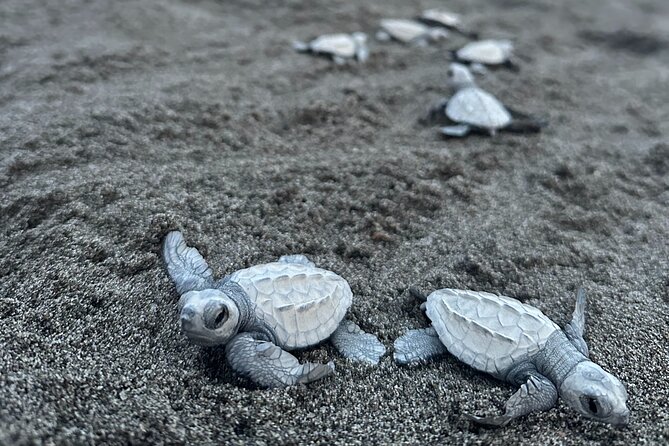 Visit Tortuguero Camp & Turtle Release - Directions to Tortuguero Camp