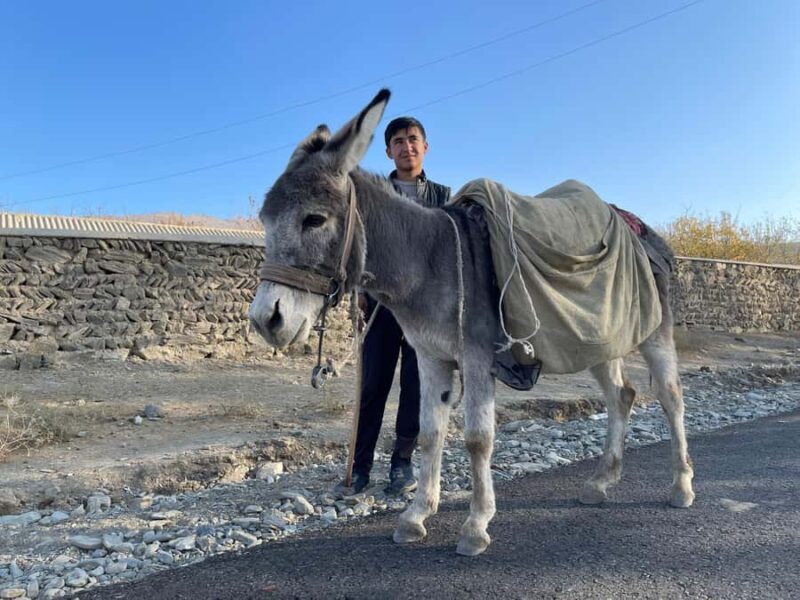 Visit Ukhum (Nourata Mountains), petroglyphs, and a donkey ride (3 days) - An In-Depth Look at the 3-Day Nourata Mountains Tour