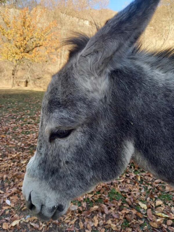 Visit Ukhum (Nourata Mountains), petroglyphs, and a donkey ride (3 days) - Exploring Uzbekistan’s Hidden Treasures: A 3-Day Journey to Ukhum and Beyond