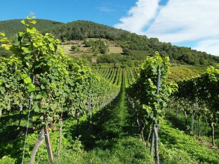 Visit Winery in Guadalest - Dress Code and Recommendations