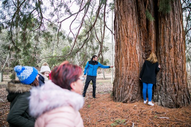 Visita a Los Redwoods De La Losa - Features and Highlights of Los Redwoods De La Losa