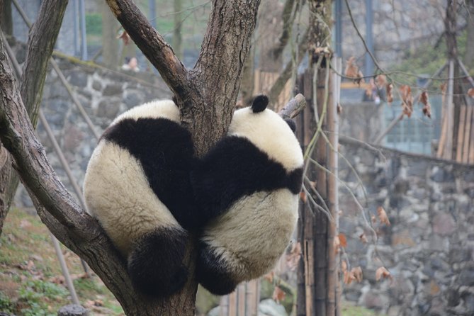 Visiting Dujiangyan Wolong Panda Base Optional Volunteering - Overview of the Experience