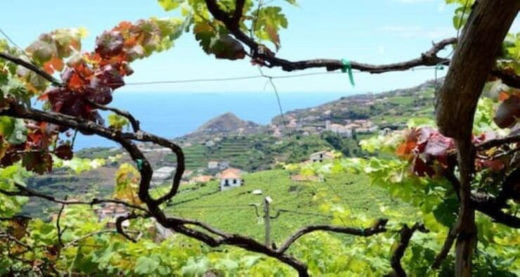 Visiting Local Vineyard With Wine Tasting & Lunch Included - Good To Know