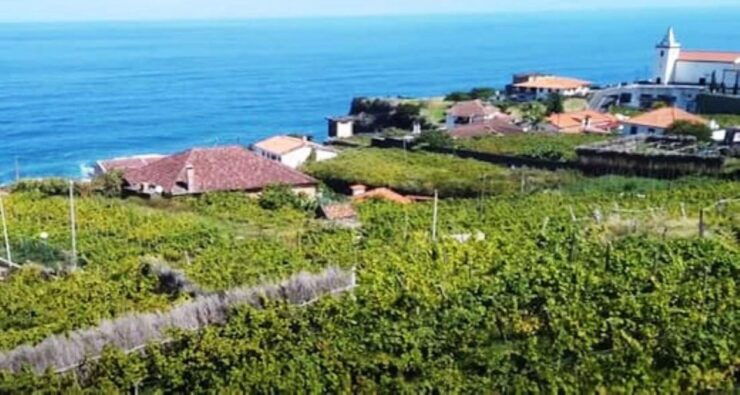Visiting Local Vineyard With Wine Tasting & Lunch Included - Activity Details