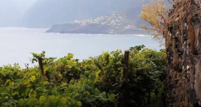 Visiting Local Vineyard With Wine Tasting & Lunch Included - Highlights