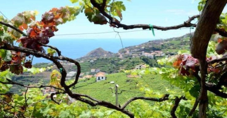 Visiting Local Vineyard With Wine Tasting & Lunch Included - Itinerary