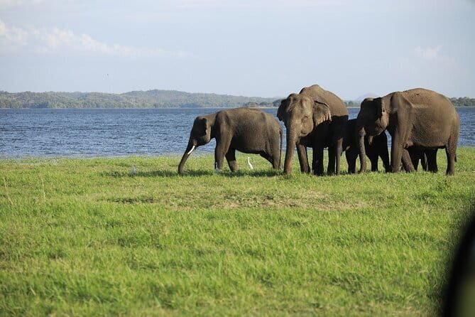Visiting the Historical Polonnaruwa Ruins and Minneriya Safari - Who Will Love This Tour?
