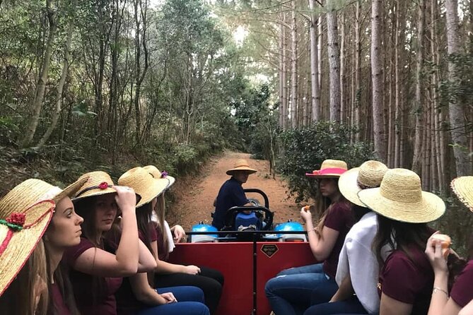 Visitors Delight in Flores Da Cunha Carriage Ride - Activity Details