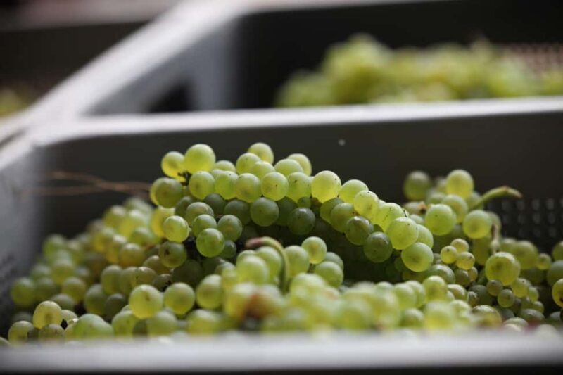 Vitteaut-Alberti: cellar tour, tasting of Crémants de Bourgogne - Good To Know