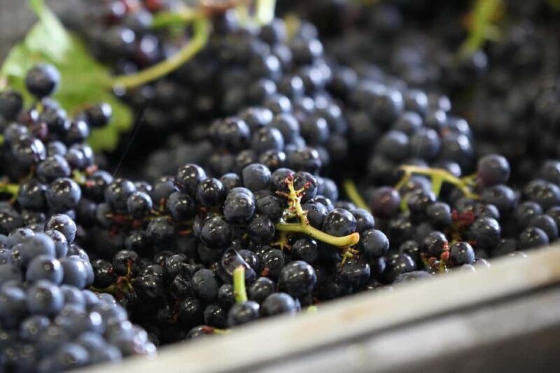 Vitteaut-Alberti: complete tasting of our Crémants de Bourgogne - Optional Gougères and Pairings  