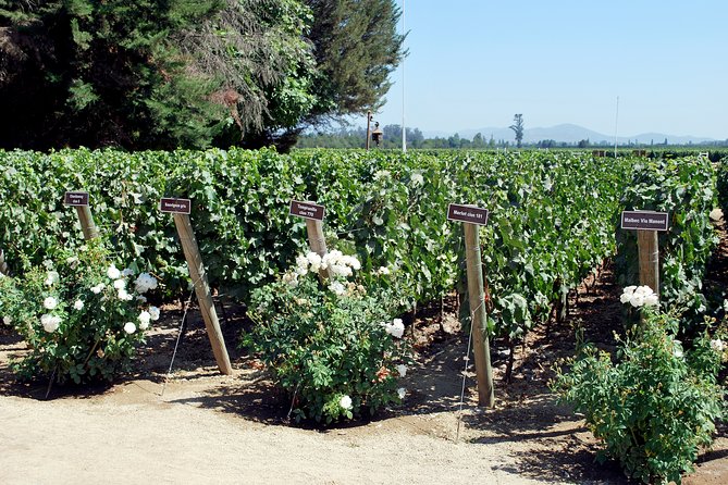 Viu Manent and Montes Alpha, Colchagua Valley From Santiago - Tour Highlights
