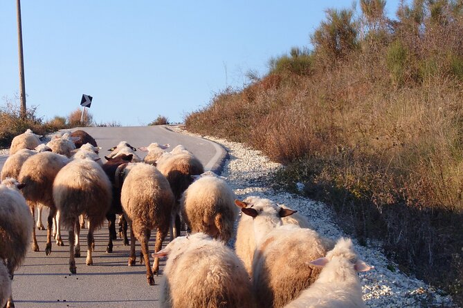 Vlore Outdoor Vjosa Wild River & Byllis Archeological Park - Pickup Information