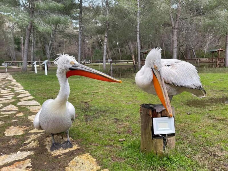 Vlorë:2-Day tour-Apollonia-Berat-Divjake-Belsh with Rafting - Practicalities and Booking