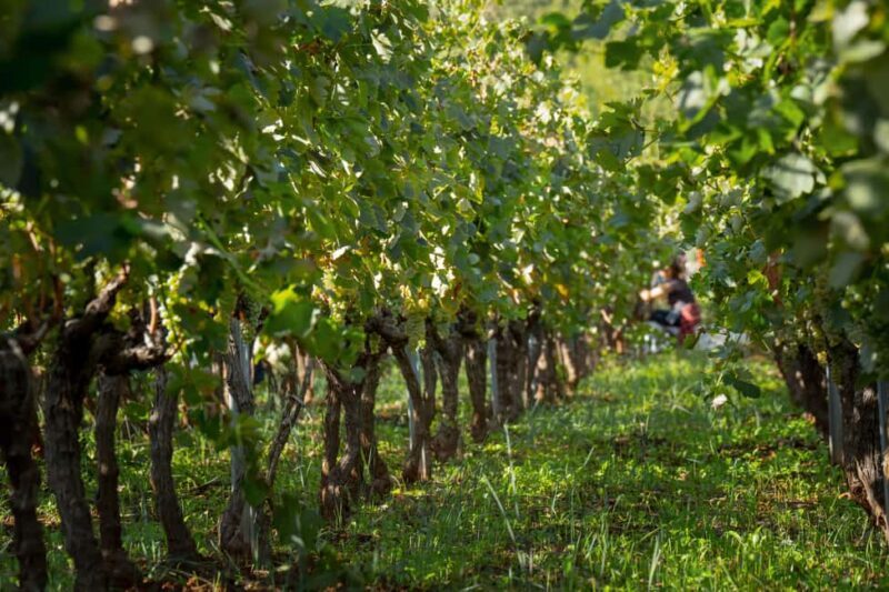 Vodice: Vinarija Birin Winery Tour with Wine Tasting - Who Will Love This Tour?