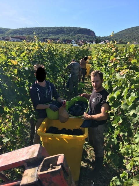 Vœgtlinshoffen: Alsace Wine Tasting - Discovering Distinctive Varietals