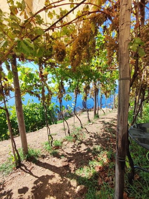 Volastra: BarCa Wine Tasting in Cinque Terre and Pesto Class - Good To Know
