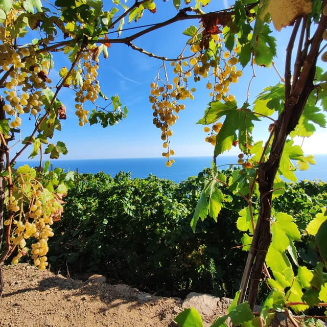 Volastra: BarCa Wine Tasting in Cinque Terre and Pesto Class - Highlighted Activities