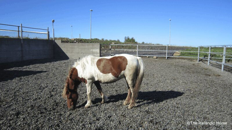 Volcanic Landscape Iceland Horse Riding Tours - Final Thoughts: Is It Worth It?