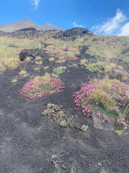 Volcano Etna: Private Walking Tour - Hiking and Tasting Experience