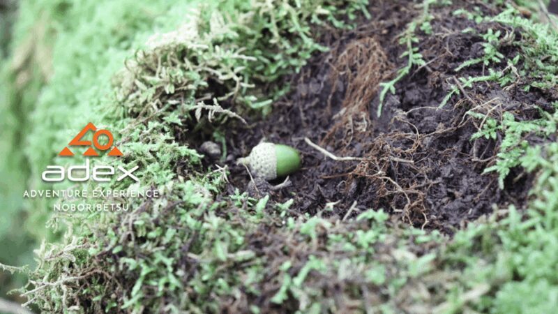 Volcano Hike with Pacific and Kuttara Lake Views - The Sum Up