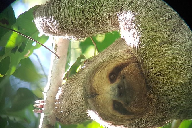 Volcano Hike,Hanging Bridges,La Fortuna Waterfall, Hot Springs (Feb ) - Tour Highlights