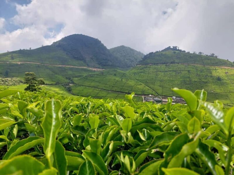 Volcano, Hot Spring, Mud Bath & Tea plantation all included - The Itinerary in Detail