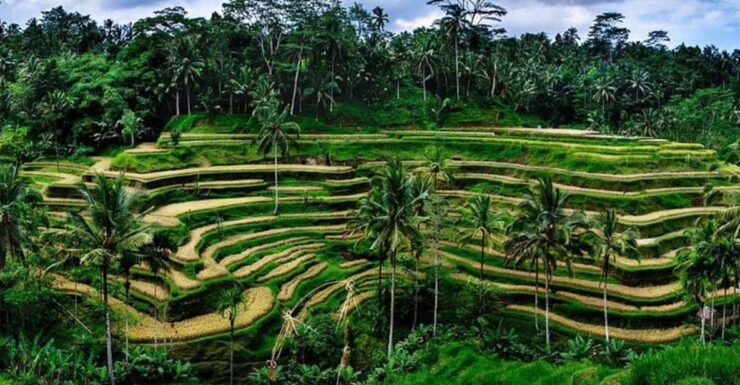 Volcano: Private Tour With Monkey Forest, Swing, and Lunch - Itinerary Highlights