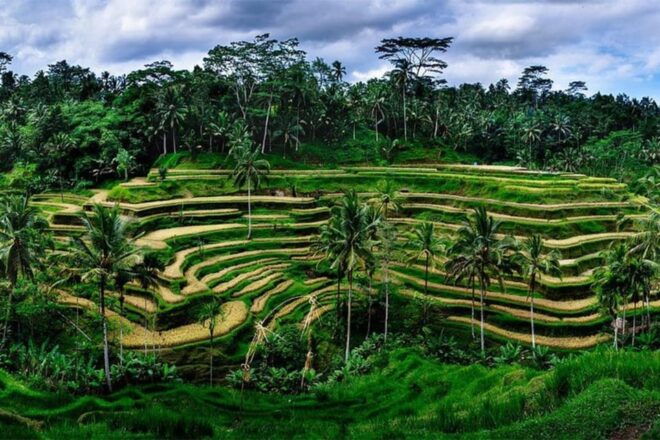 Volcano: Private Tour With Monkey Forest, Swing, and Lunch - Tirta Empul Temple Visit