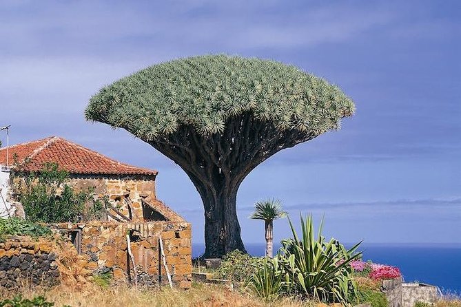 Volcano Teide - Masca Ravine. Guided Tour From Puerto De La Cruz - Tenerife - Tour Overview