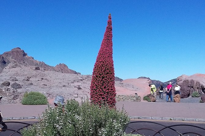 Volcano Teide - Masca Ravine. Guided Tour From Puerto De La Cruz - Tenerife - Teide National Park