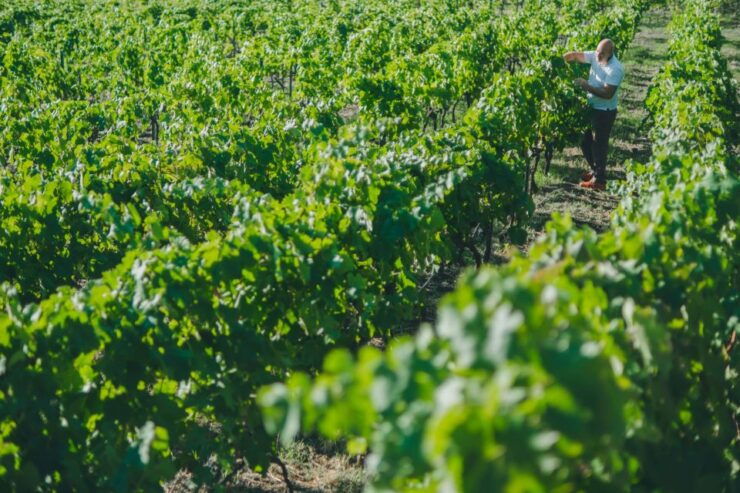 Volcano & Wine - Wine Tasting Experience Overview
