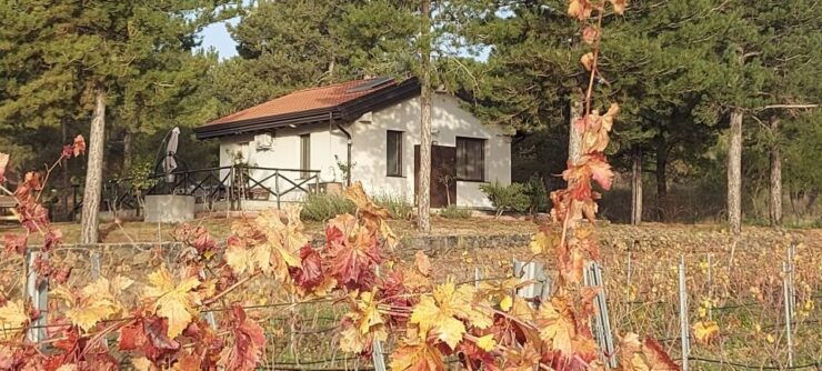 Volcano & Wine - Vineyard Location and Surroundings