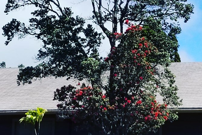 Volcanoes National Park - From Kona - Reviews and Ratings