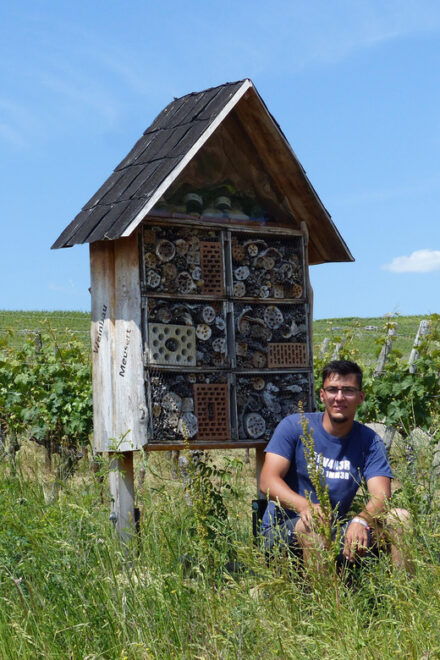 Volkach/Fahr: Wine Spirit Rebellion Wine Hike - Wine Tasting Details