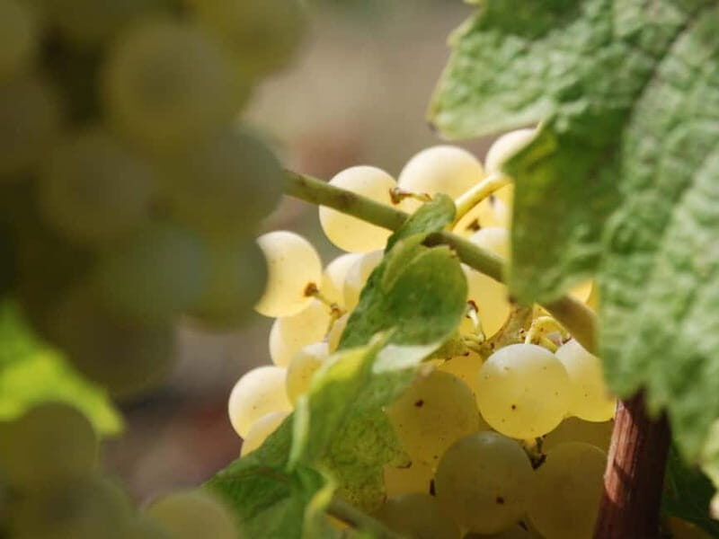 Volterra: Winery Guided Tour and Experience with Tasting - Good To Know
