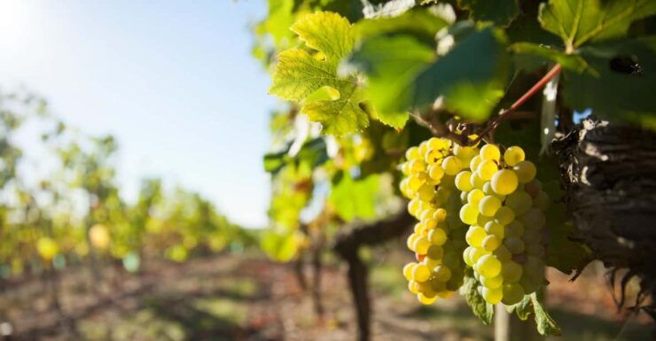 Vouvray Wine Half-Day Tour From Tours - Experience Highlights