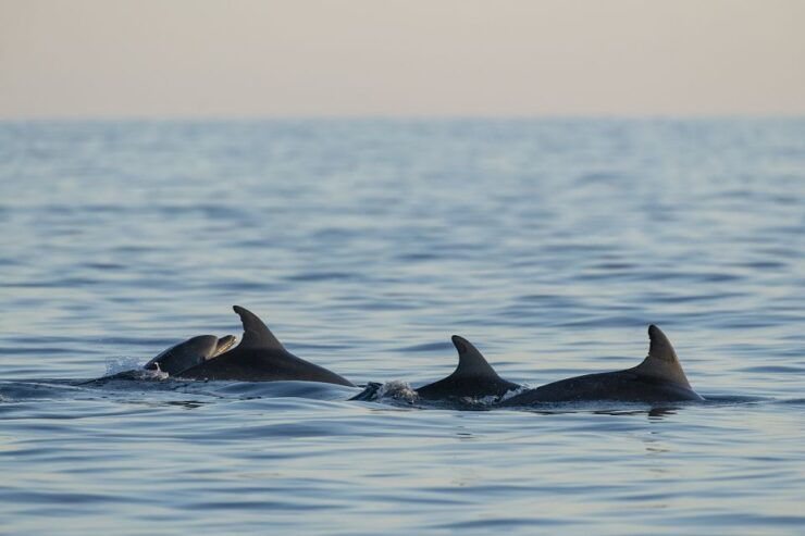 Vrsar: Dolphin Sunrise Adventure With Speedboat - Dolphin Sighting Guarantee
