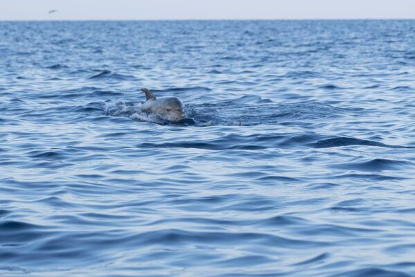 Vrsar: Dolphin Sunrise Adventure With Speedboat - Booking Process