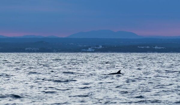 Vrsar: Dolphin Sunrise Adventure With Speedboat - Dolphin Watching Highlights