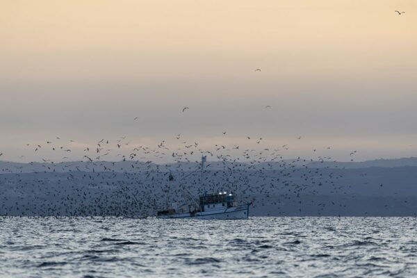 Vrsar: Dolphin Sunrise Adventure With Speedboat - Key Tour Inclusions